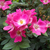 Roz - Trandafiri miniatur - pitici - Ernye